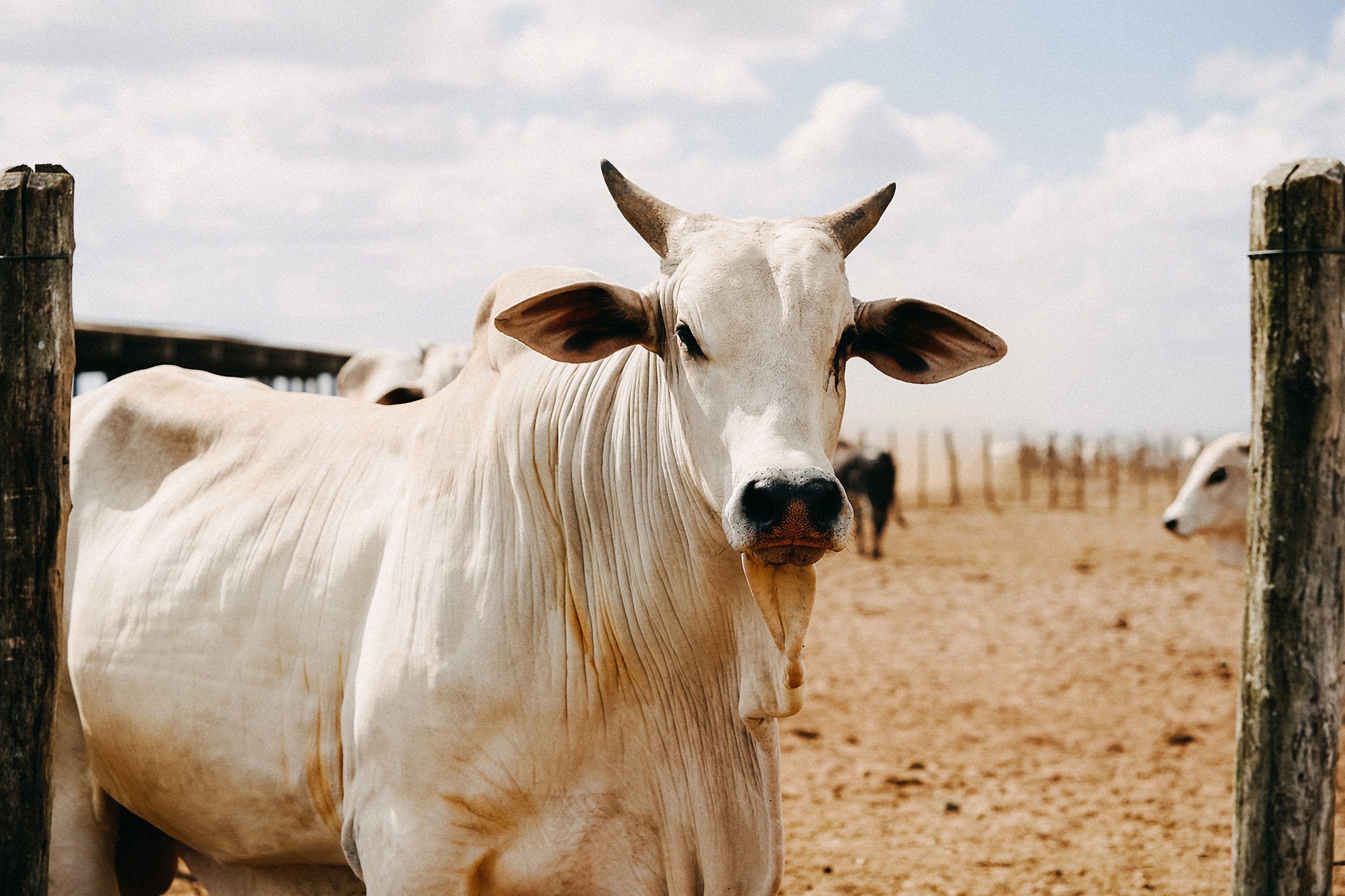 China desenvolve raça de gado para diminuir importação de carne